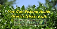 Cay alımı başladı Üretici 2 tl bekliyor