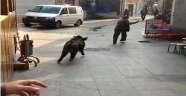  Domuzlar İstanbul'da vatandaşı kovaladı!