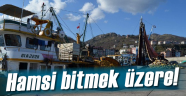 Hamsi Bitmek Üzere