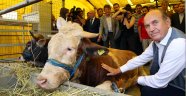 İstanbul'da Kurban Satış Ve Kesim Yerleri Hazır
