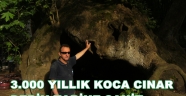 K0CA CINAR ÜÇ BİN YILDIR TARİHİMİZE IŞIK TUTUYOR