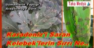 Karadeniz'i Saran Kelebeklerin Sırrı Ne...