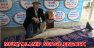 KARAYA ÖLÜ YUNUS BALIĞI VURDU