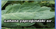 LAHANA YAPRAĞINDAKİ MUCİZE