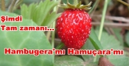 ŞİMDİ HAMUCARA ZAMANI