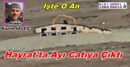 Trabzon'da Ayı Çatıya Cıktı
