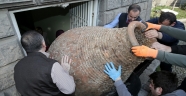 Trabzonlu Balıkçının Ağına Antik Çağdan Kalma Küp Takıldı