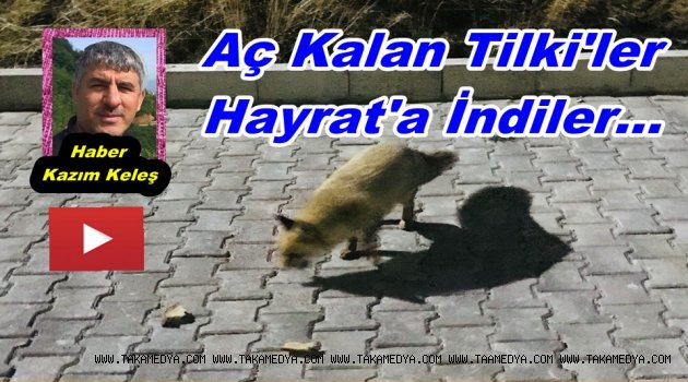 Trabzon'da Aç Kalan Tilki'ler Mahalleye İndiler