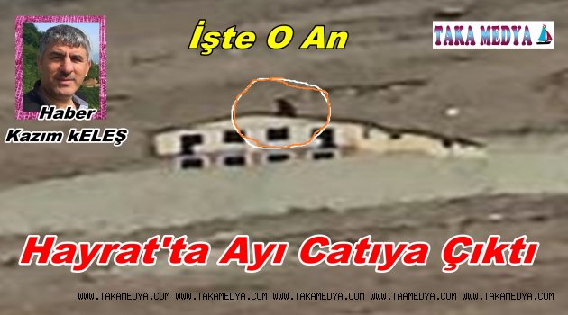 Trabzon'da Ayı Çatıya Cıktı